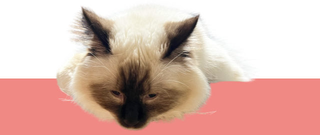 登場人物「おこげ」アイコン